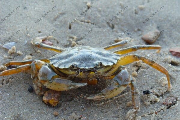 crab, beach, sand, shore, shoreline, nature, outside, sea-life, sea, ocean, water, gray beach, gray sea, gray life, gray ocean, gray sand, crab, crab, crab, crab, crab