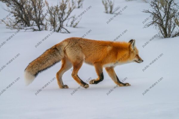 A red fox gracefully walks through the snow, showcasing its striking fur in a serene winter scene.