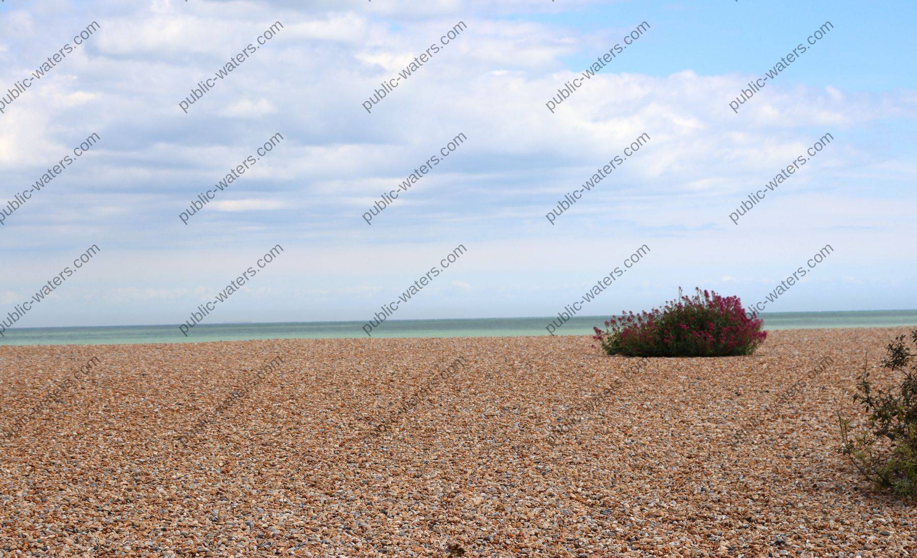 Walmer Beach Shingle Shrub