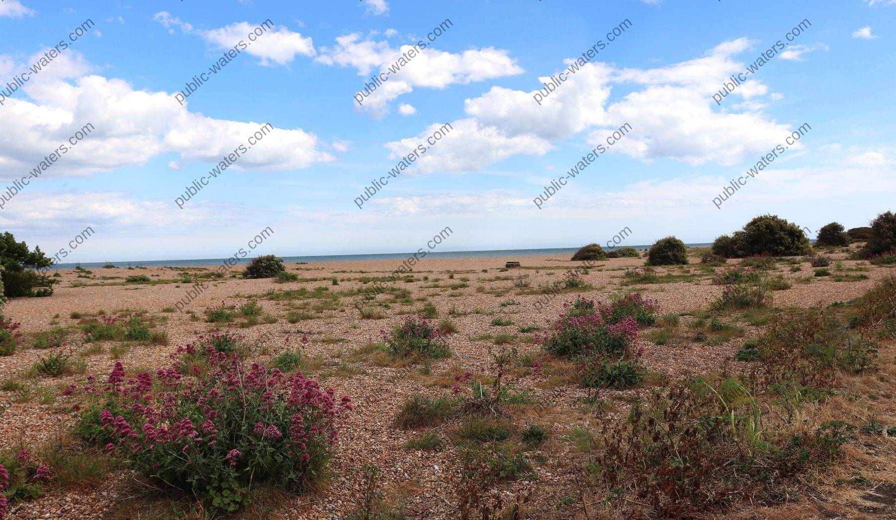 Walmer Beach Shingle Shrubs Trees