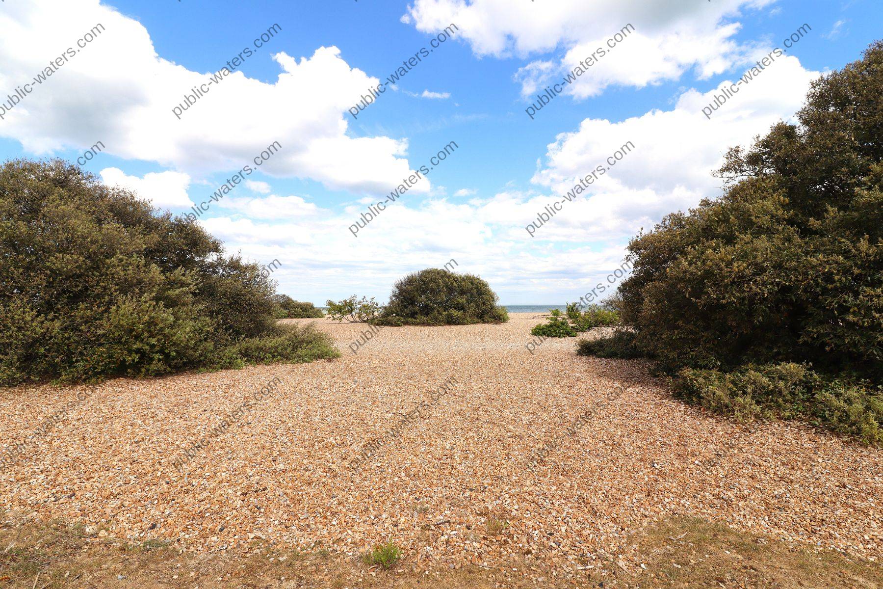 Walmer Beach Shingle Trees Growing